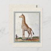 Illustratie Giraffe Briefkaart (Voorkant / Achterkant)