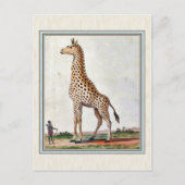 Illustratie  Giraffe Briefkaart (Voorkant)