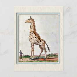 Illustratie  Giraffe Briefkaart