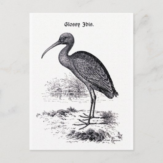  illustratie "Glossy Ibis" Briefkaart (Voorkant)
