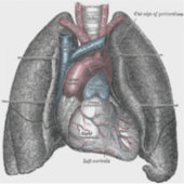  illustratie Gray's Anatomy Heart Lungs Sticker (Voorkant)