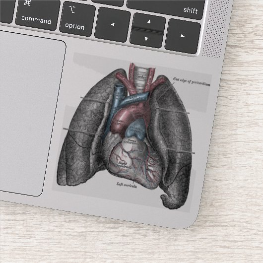  illustratie Gray's Anatomy Heart Lungs Sticker (Detail)