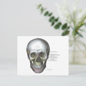  illustratie Gray's Anatomy Skull Briefkaart (Staand voorkant)