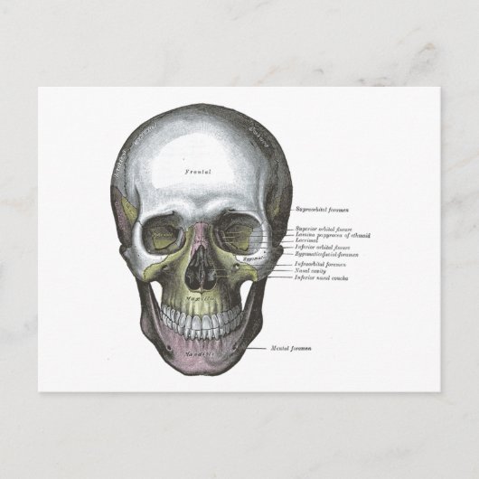  illustratie Gray's Anatomy Skull Briefkaart (Voorkant)