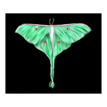 Illustratie: Groene Lunar Moth