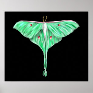 Illustratie: Groene Lunar Moth Poster