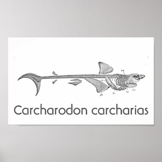  illustratie - Grote witte haai skelet Poster (Voorkant)