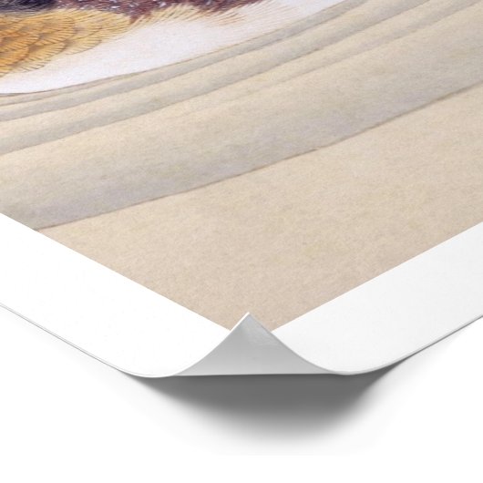  illustratie: Hajiro Poster (Hoek)