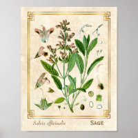 illustratie Herb Plant Sage Botanische Kunst