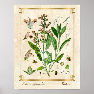 illustratie Herb Plant Sage Botanische Kunst Poster
