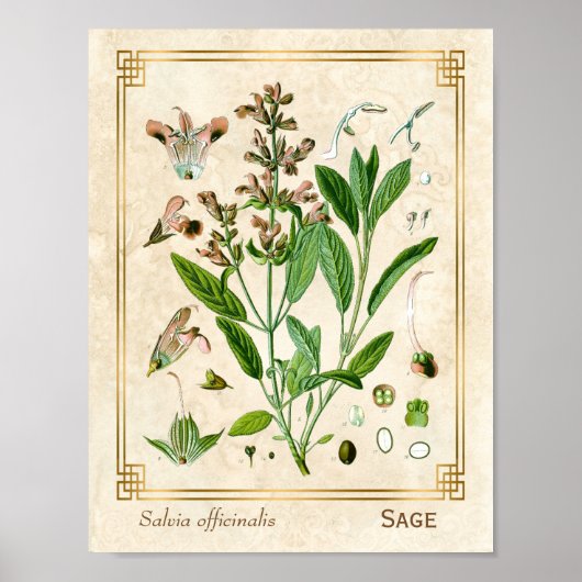 illustratie Herb Plant Sage Botanische Kunst Poster (Voorkant)