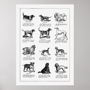 Illustratie Hondenras, Retro-honden Poster