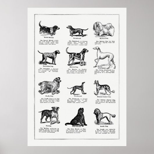 Illustratie  Hondenras, Retro-honden Poster (Voorkant)