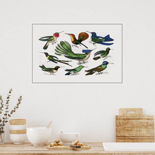  illustratie Hummingbird Poster (Keuken)