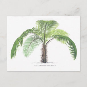 Illustratie III van de palm Collectie Briefkaart
