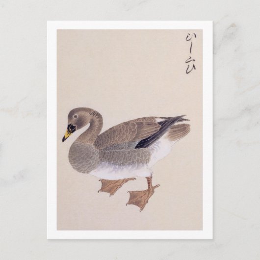 Illustratie in vintage stijl: Boerenlandgans Briefkaart (Voorkant)