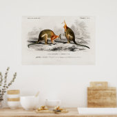  illustratie Kenguru Poster (Keuken)