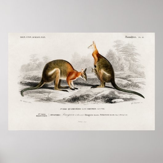  illustratie Kenguru Poster (Voorkant)