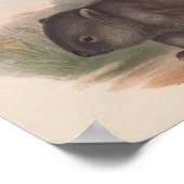 illustratie Koala Poster (Hoek)