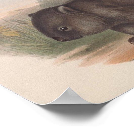 illustratie Koala Poster (Hoek)