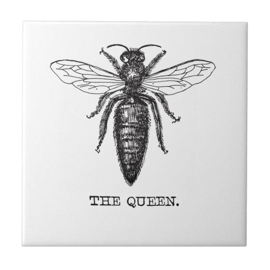 Illustratie koningin bij klassieke tekening tegeltje (Voorkant)