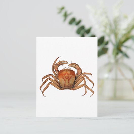 Illustratie  krab briefkaart (Staand voorkant)