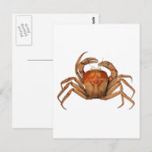 Illustratie  krab briefkaart (Voorkant / Achterkant)