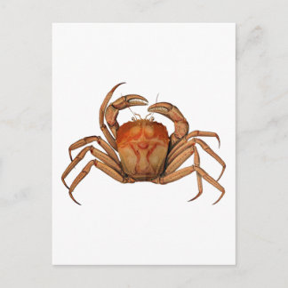Illustratie  krab briefkaart