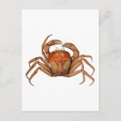 Illustratie  krab briefkaart (Voorkant)