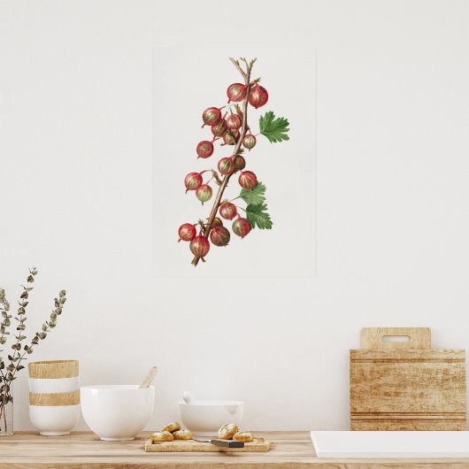 Illustratie  kruisbessen poster (Keuken)