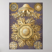  illustratie kwallen poster (Voorkant)