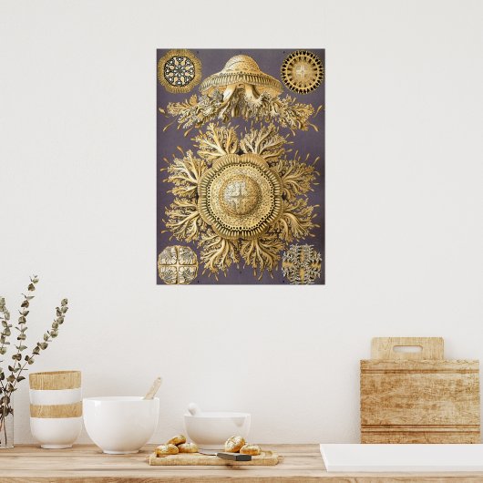  illustratie kwallen poster (Keuken)