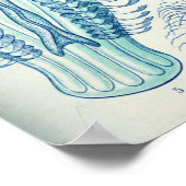  illustratie kwallen poster (Hoek)