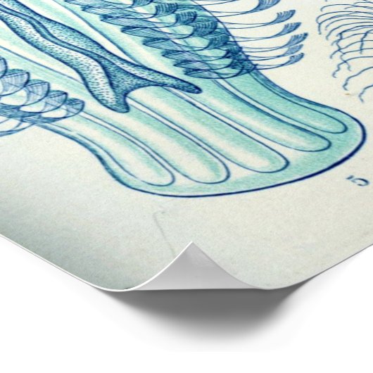 illustratie kwallen poster (Hoek)