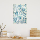  illustratie kwallen poster (Keuken)