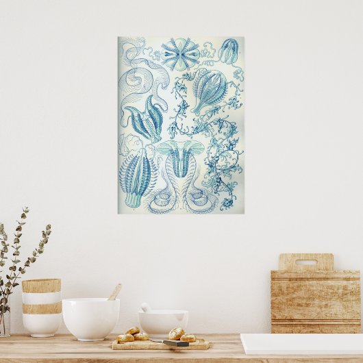  illustratie kwallen poster (Keuken)