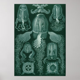 illustratie kwallen poster