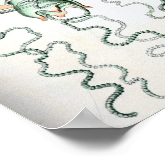 illustratie kwallen poster (Hoek)