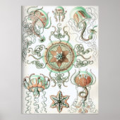 illustratie kwallen poster (Voorkant)