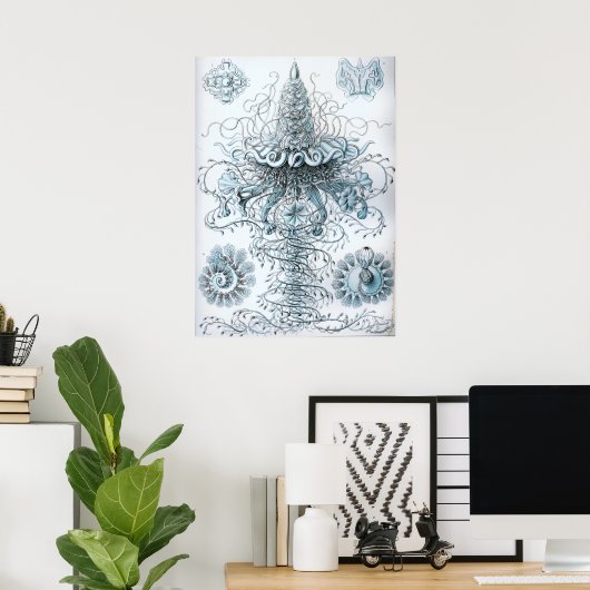  illustratie kwallen poster (Thuiskantoor)