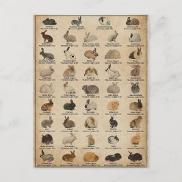 Illustratie Lapins Briefkaart