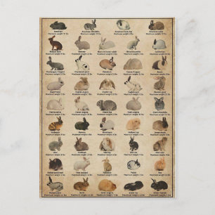 Illustratie Lapins Briefkaart