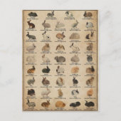 Illustratie Lapins Briefkaart (Voorkant)