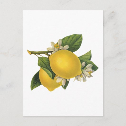 Illustratie  Lemons Briefkaart (Voorkant)