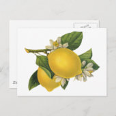 Illustratie Lemons Briefkaart (Voorkant / Achterkant)