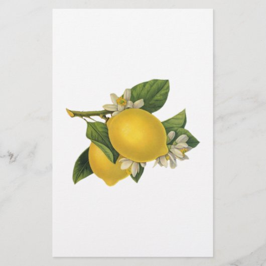 Illustratie  Lemons Briefpapier (Voorkant)
