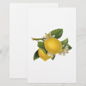 Illustratie  Lemons Briefpapier (Voorkant / Achterkant)