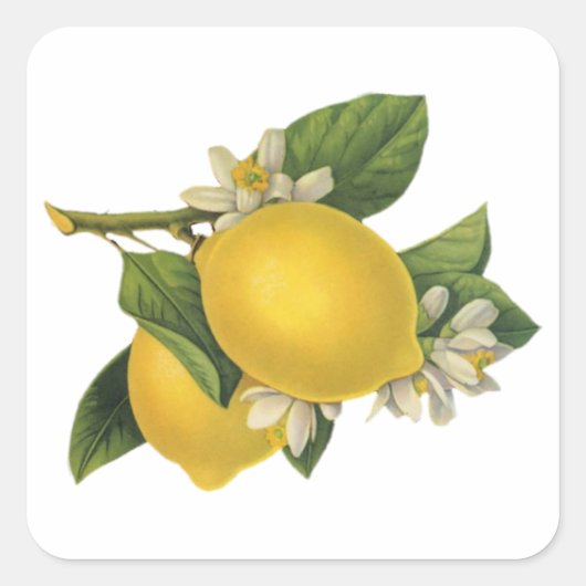 Illustratie  Lemons Vierkante Sticker (Voorkant)