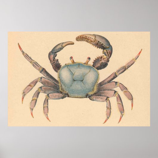 Illustratie  mangrove Crab (1902) Poster (Voorkant)
