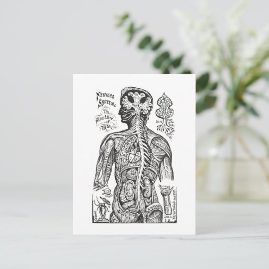  illustratie: Menselijk Anatomiediagram Briefkaart (Staand voorkant)